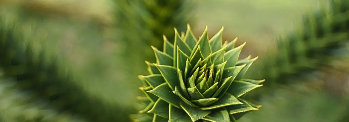 Fæstne Krydsord Løsning