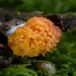 Hvordan fjerner man skimmelsvamp i badeværelset?