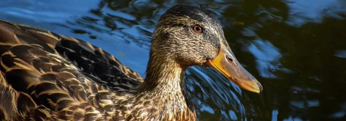 Krydsord Sprog Synonymer