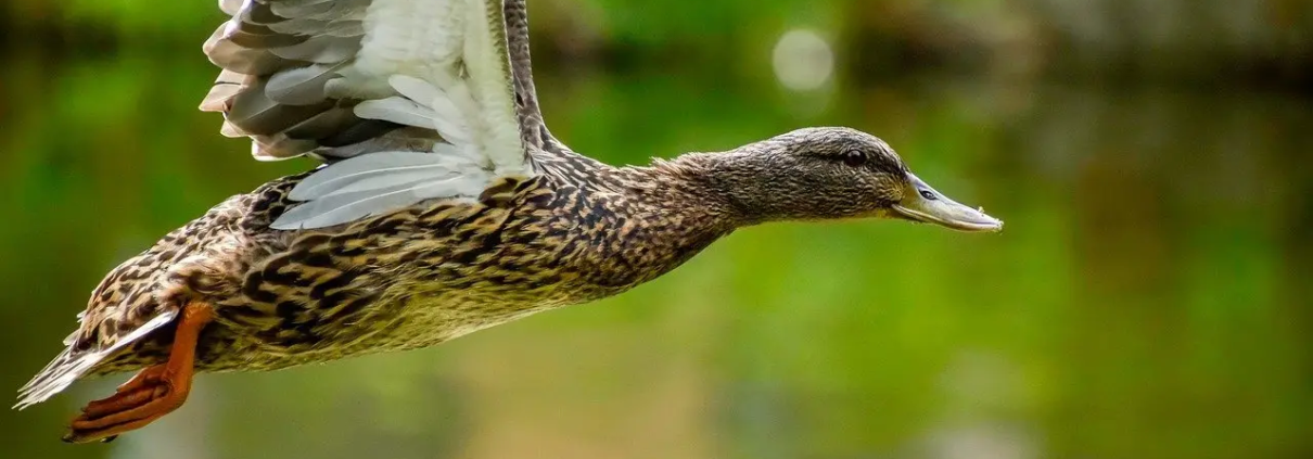 Løsninger til Anlæg i krydsord