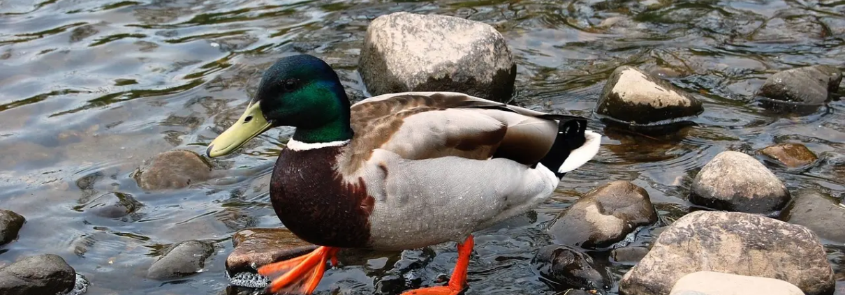 Mani i Krydsord Guide