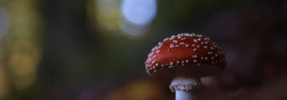 Medvirkende i Sherwood