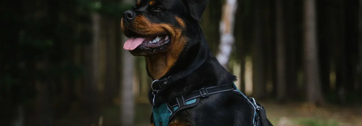 Muligheder til Hund i krydsord